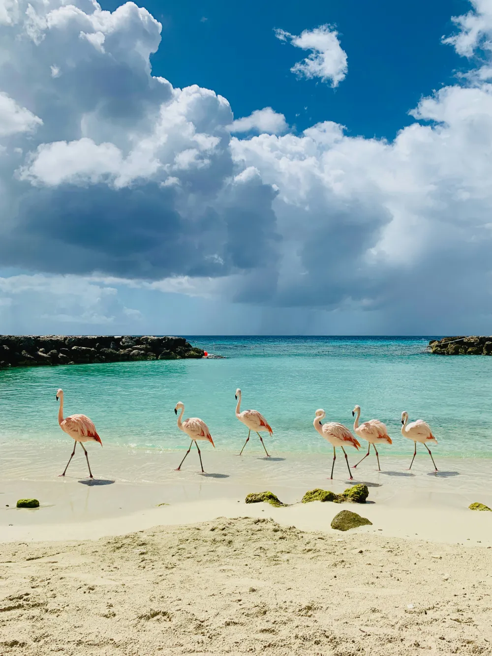 flamingo beach